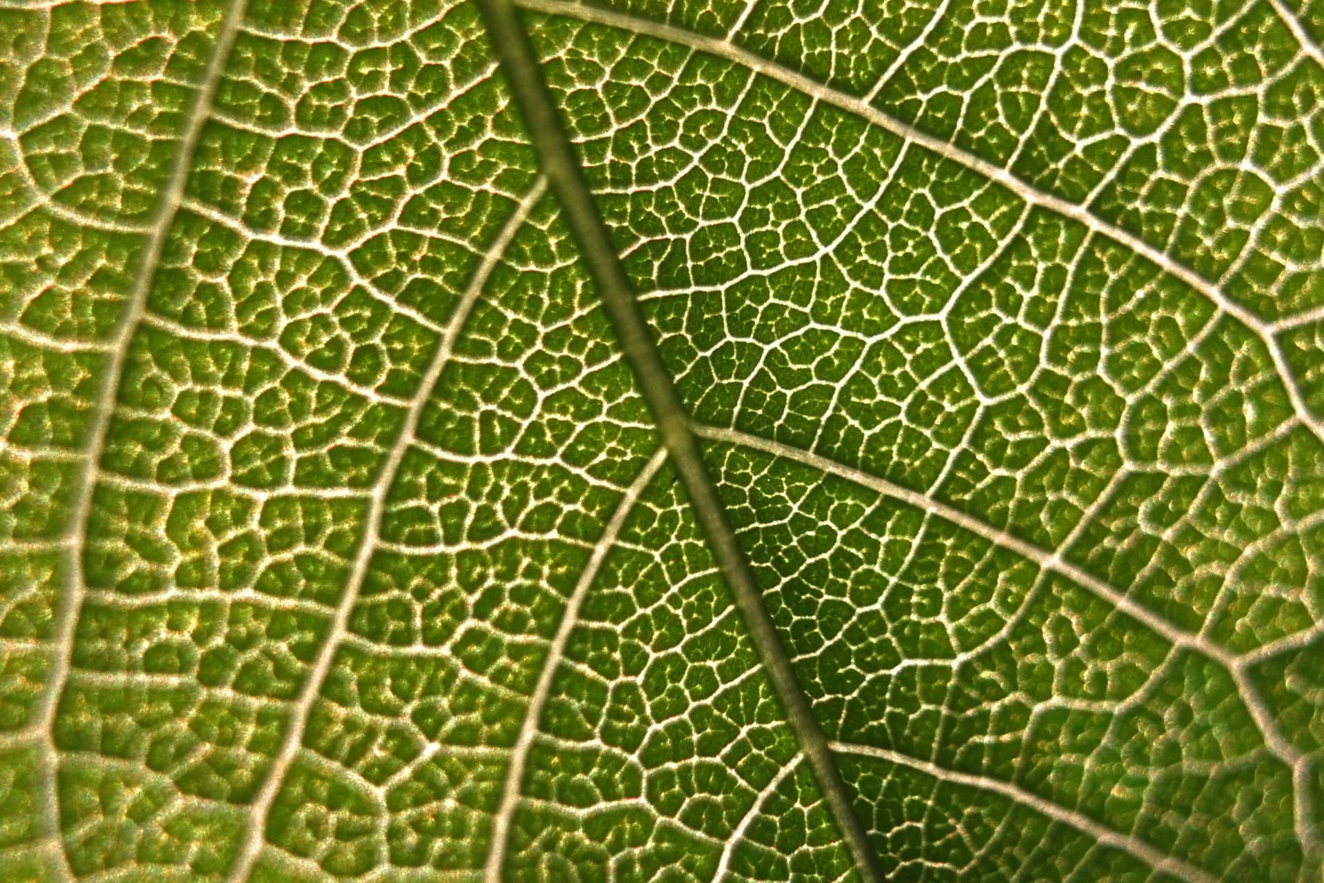 A green leaf viewed from very close.